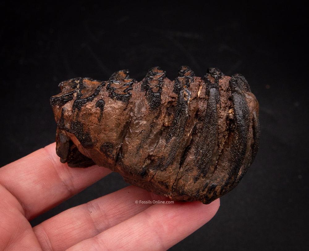 Super Fossil Baby Mammoth Tooth