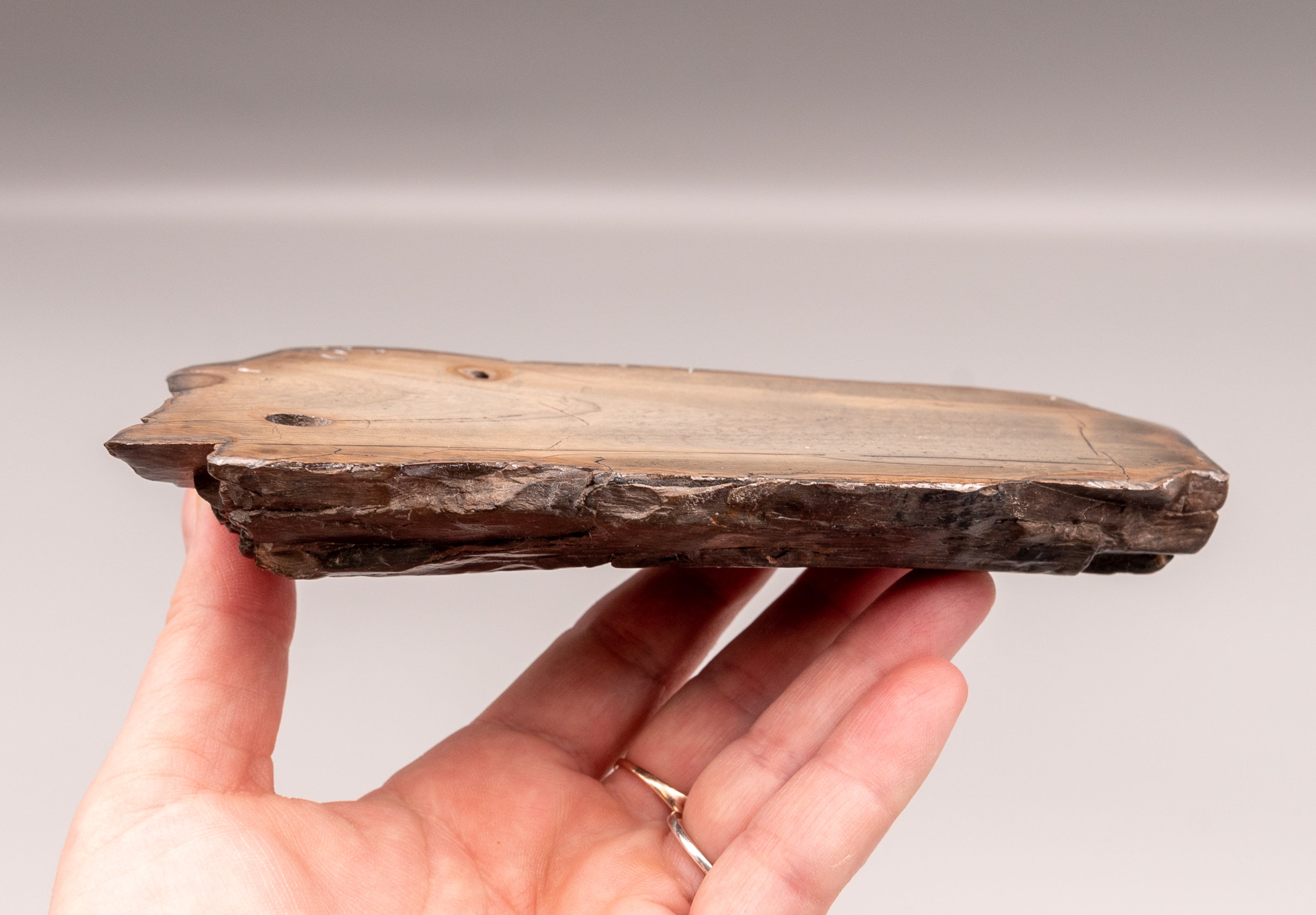 Section of Polished Mammoth Tusk