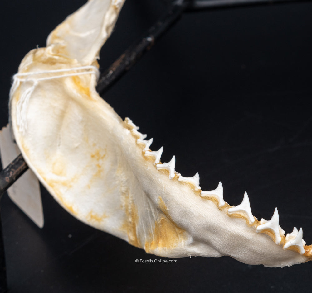 Bigeye Thresher Shark Jaw lower left