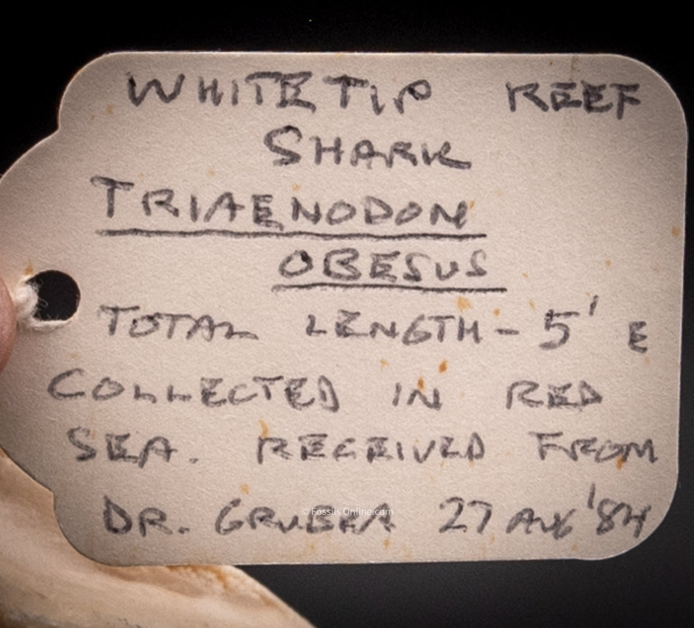Whitetip Reef Shark Jaw w/DATA
