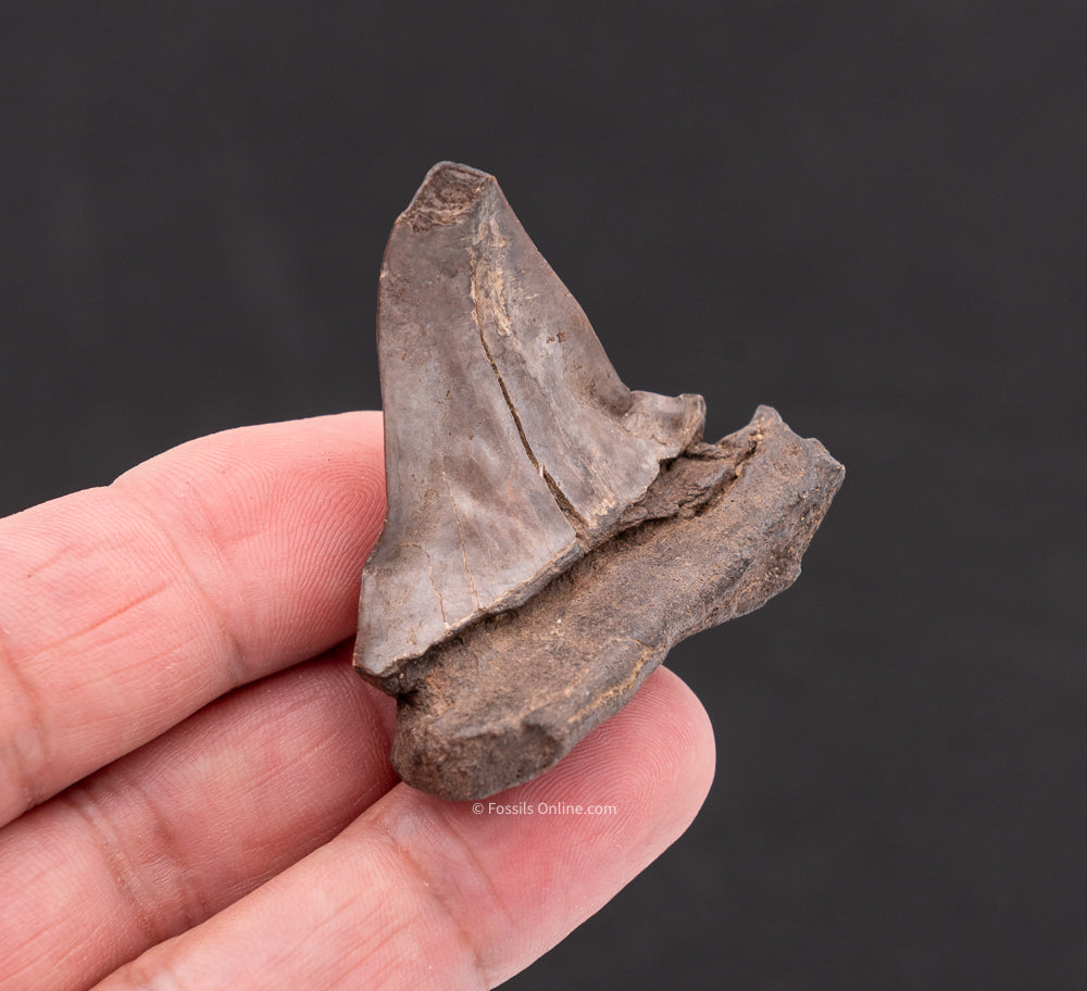 Deformed C. hastalis Mako Shark Tooth