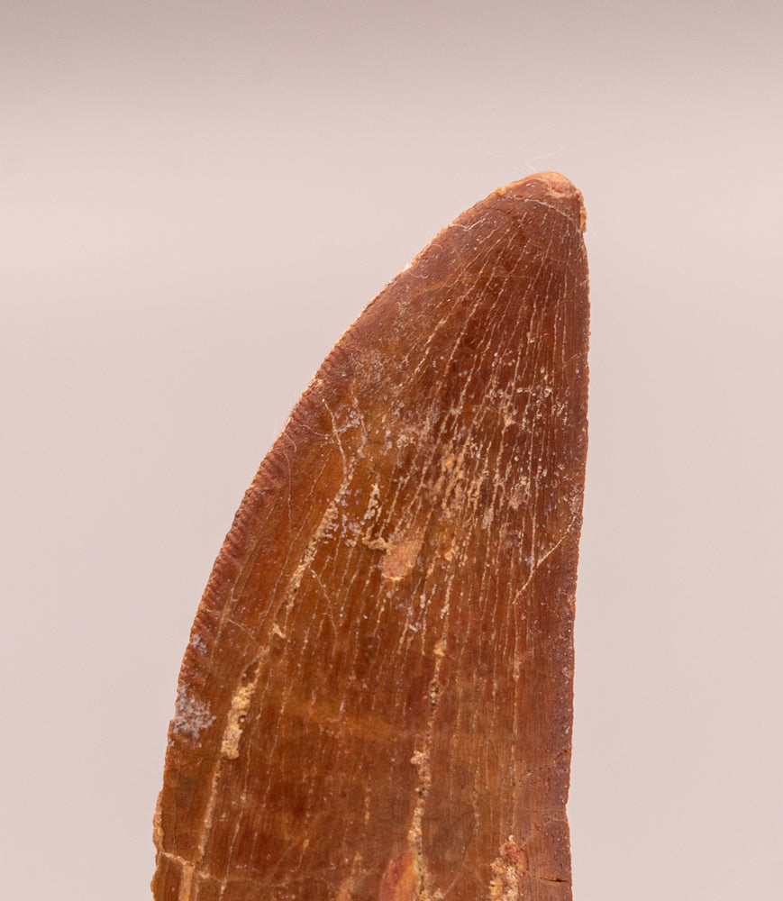 Carcharodontosaurus Tooth  not T. rex. Theropod Dinosaur