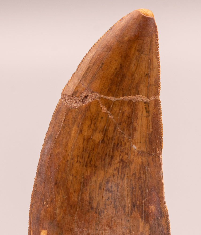 Carcharodontosaurus Tooth  not T. rex. Theropod Dinosaur