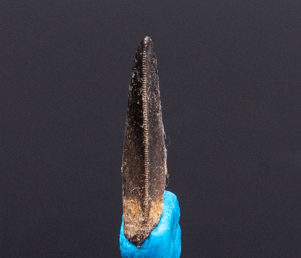Serrated Nanotyrannus Tooth Cretaceous SD