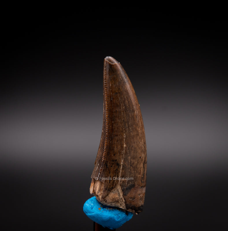 Judith River Genuine Serrated Tyrannosaur Tooth 1.49"