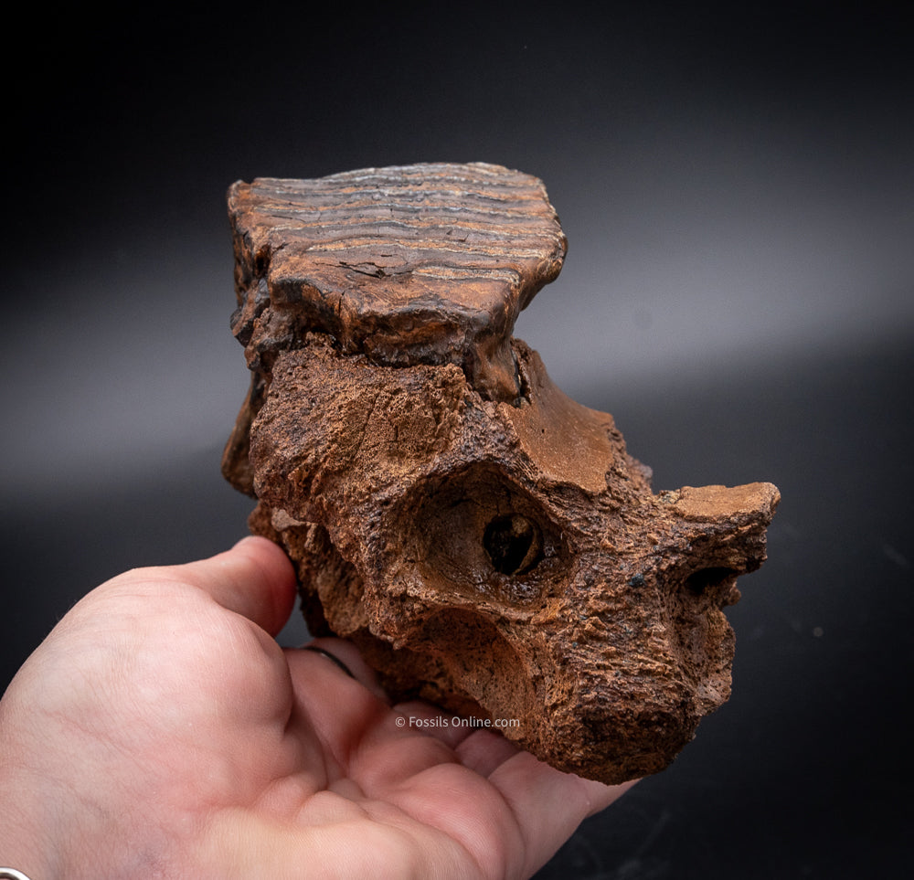 Rooted Juvenile Mammoth Tooth in a Piece of Skull from Siberia