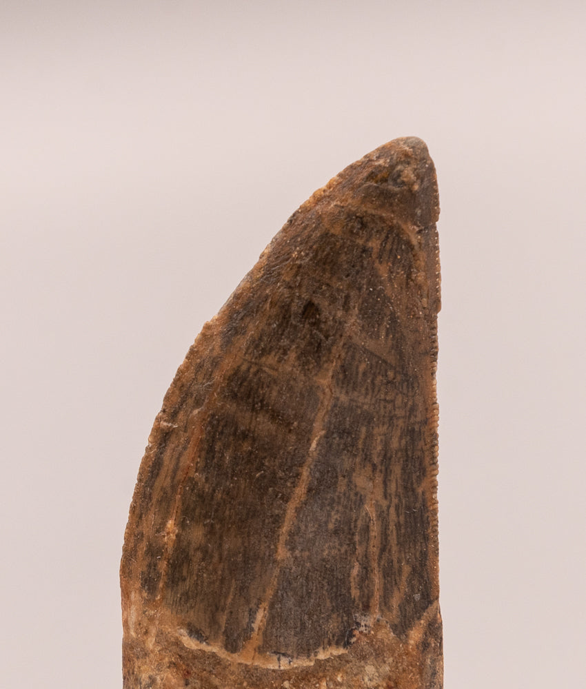 Carcharodontosaurus Tooth not T. rex. Theropod Dinosaur