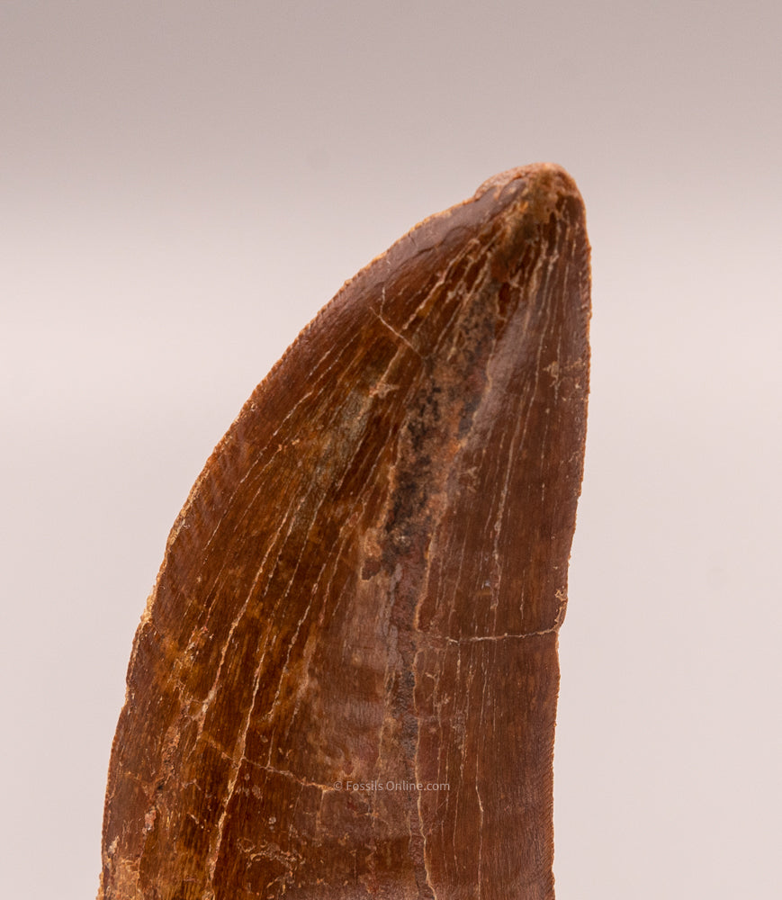 Carcharodontosaurus Tooth not T. rex. Theropod Dinosaur