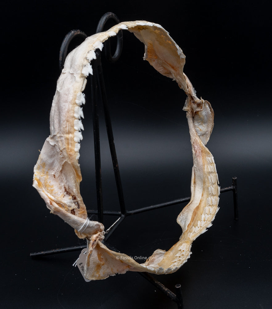 Bramble Shark Jaw