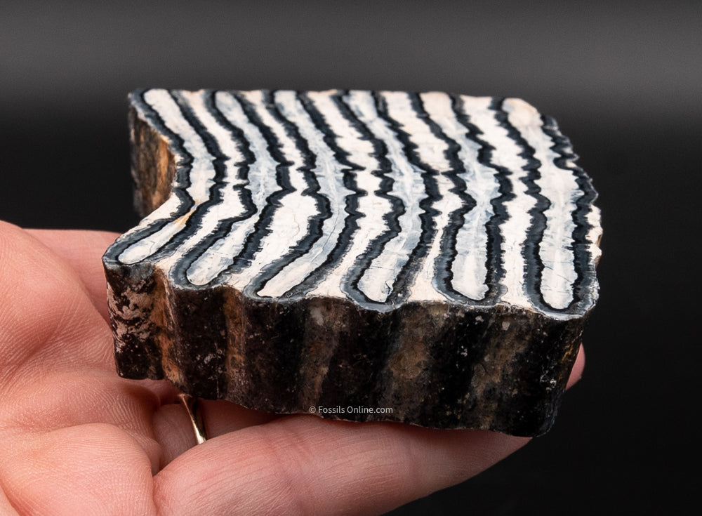 Polished Mammoth Tooth Slice from Venice