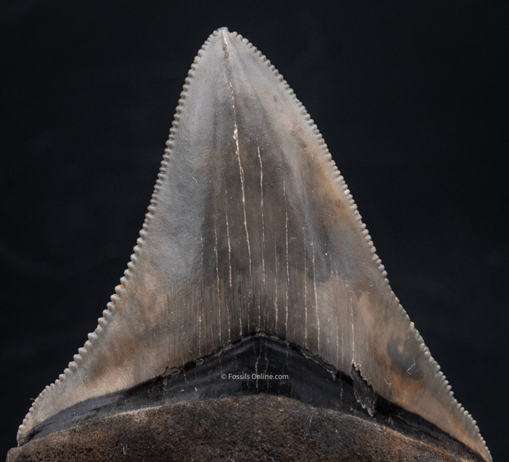 FINE Chubutensis Shark Tooth