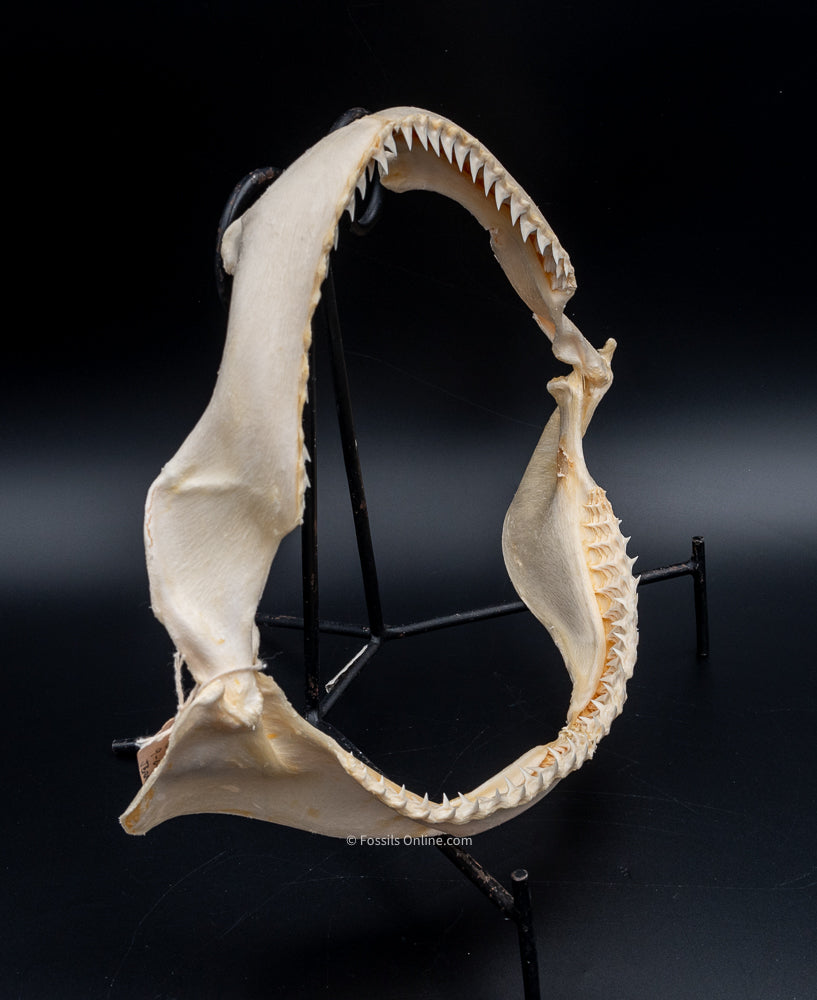 Dusky Shark Jaw w/DATA