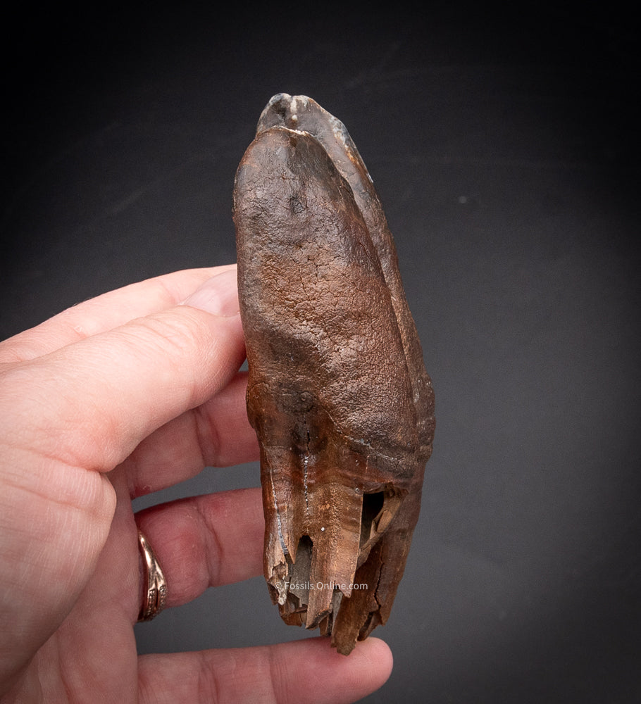 Great Woolly Rhino Tooth w/ Roots