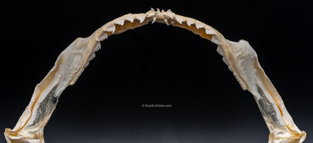 Sixgill Shark Jaw