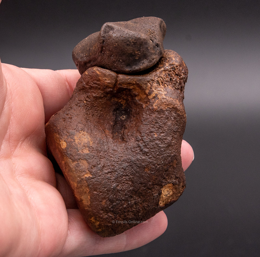 Super Fossil Megalonyx Navicular and Astragalus