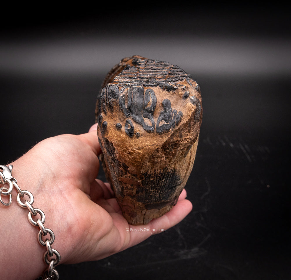 Mammoth Tooth from Siberia