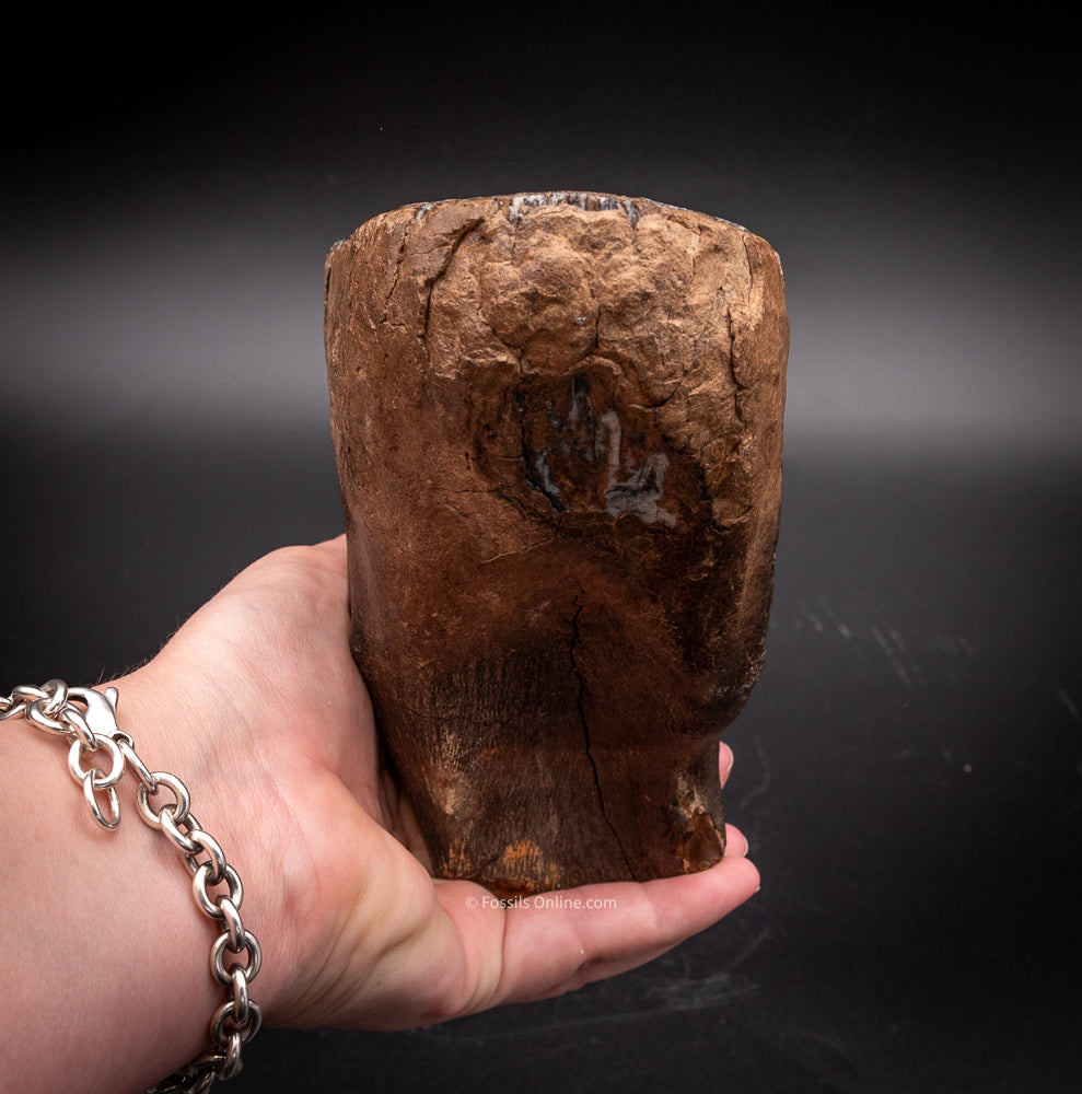 Rooted Mammoth Tooth from Siberia