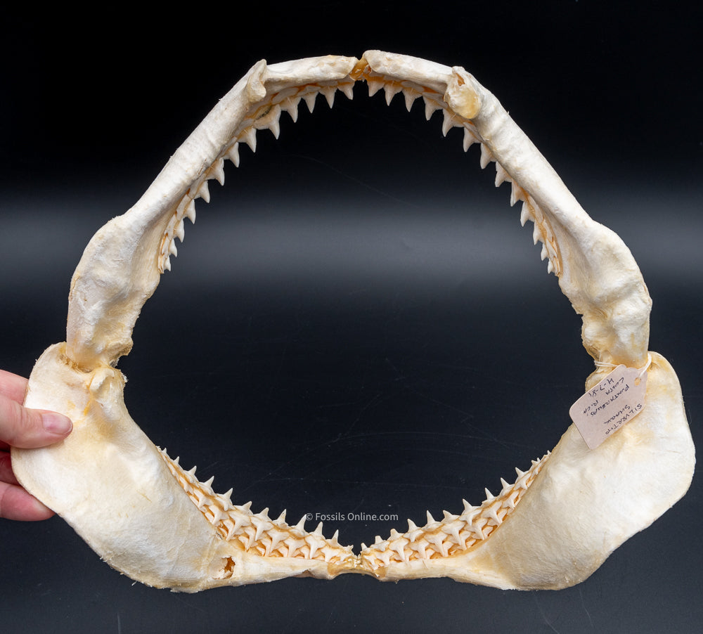 Silvertip Shark jaw