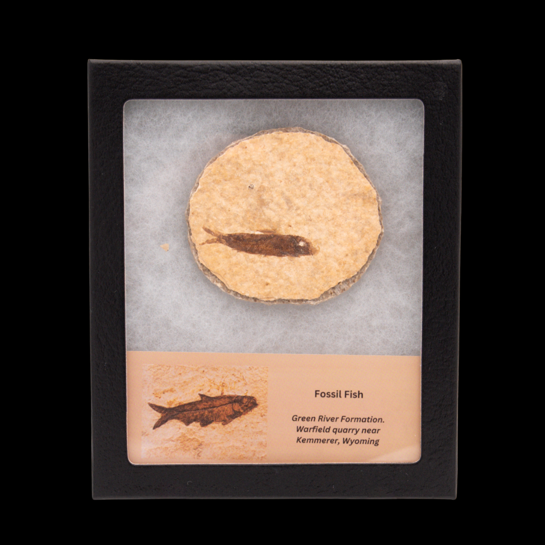 Fossil Fish