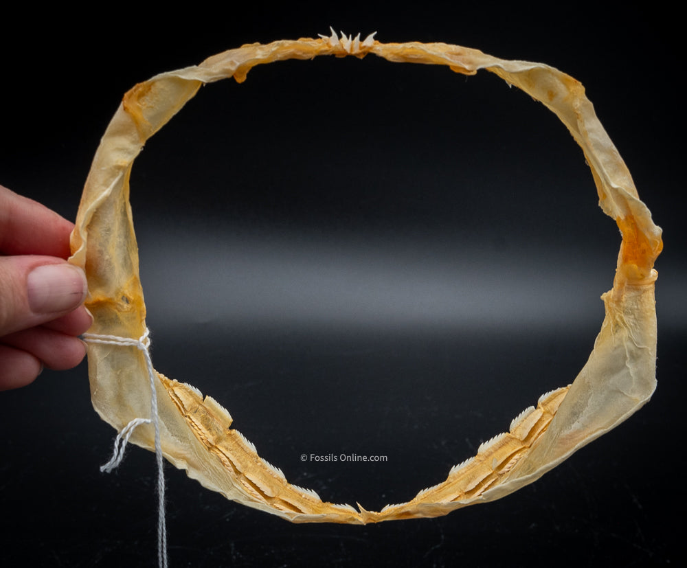 Sixgill Shark Jaw w/DATA