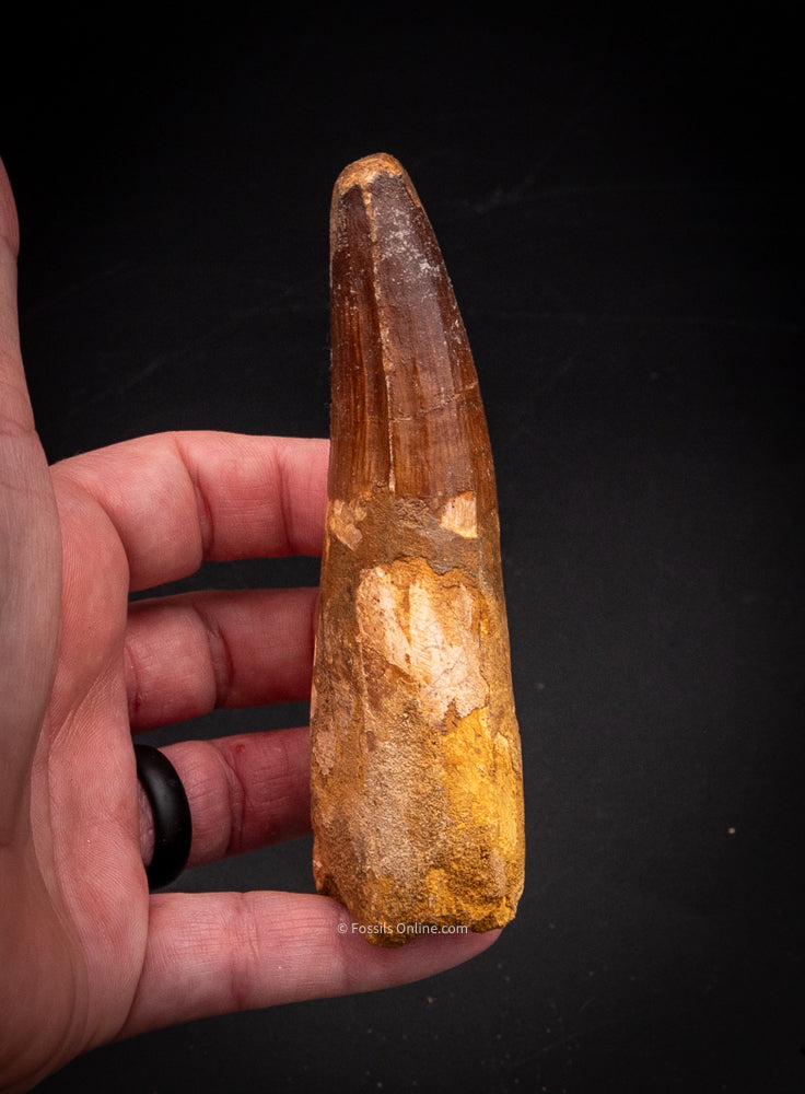 XLG Spinosaurus Dinosaur Tooth 4.24”