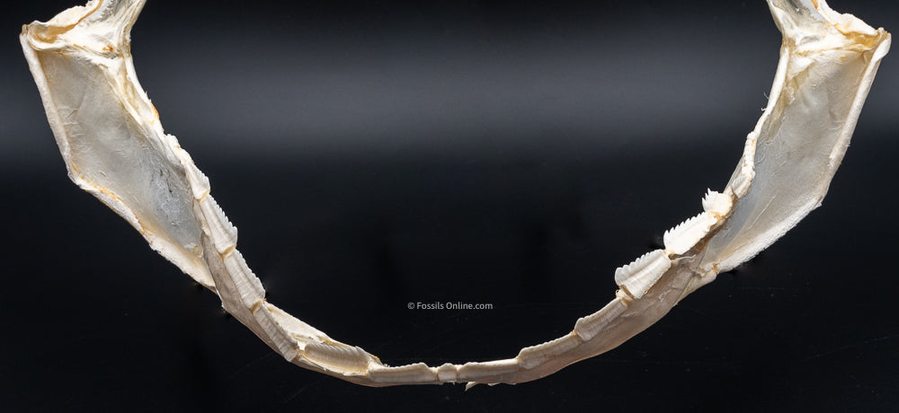 Sixgill Shark Jaw