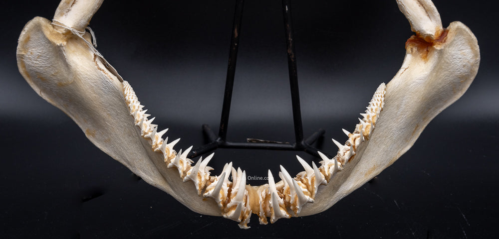 Sandtiger Shark Jaw w/DATA