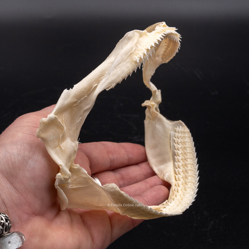 Gulper shark Jaw w/DATA
