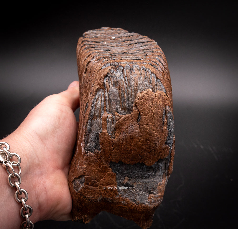 Mammoth Tooth from Siberia