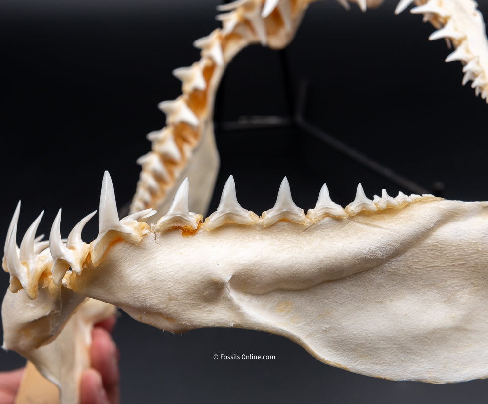 Longfin Mako Shark Jaw w/ DATA