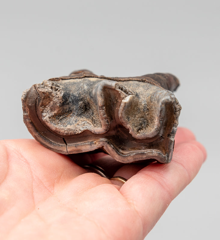 Rooted Woolly Rhino Tooth Siberia