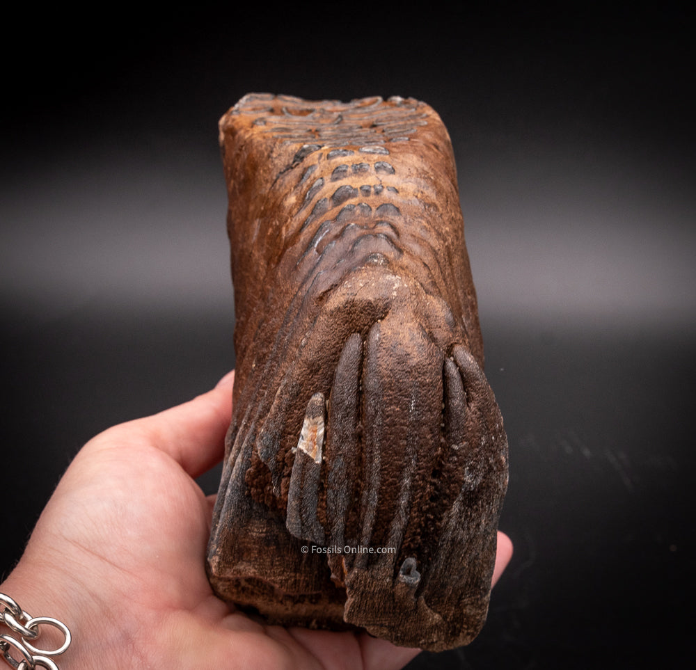 Mammoth Tooth  from Siberia