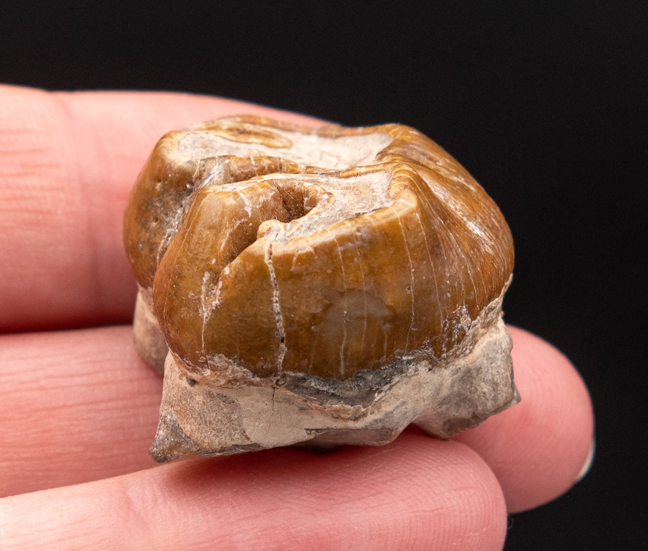 Fossil Dugong Tooth Gainesville Creek