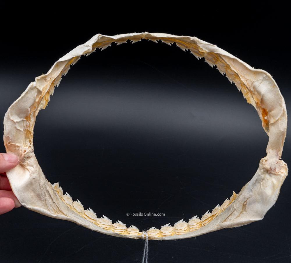 Bramble Shark Jaw back