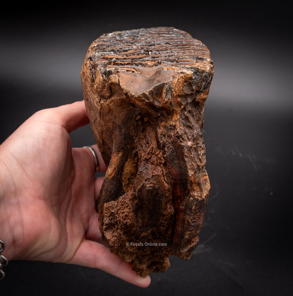 Rooted Mammoth Tooth in a Jaw from Siberia