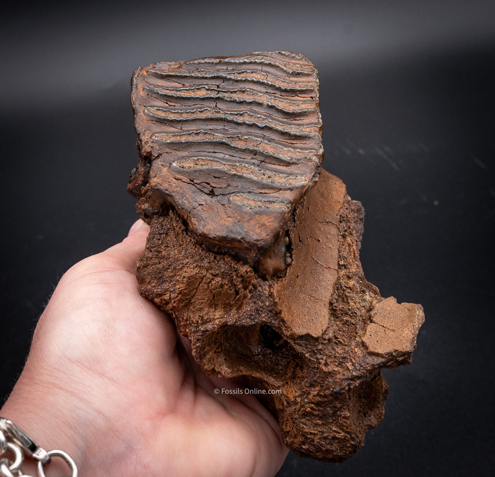 Rooted Juvenile Mammoth Tooth in a Piece of Skull from Siberia