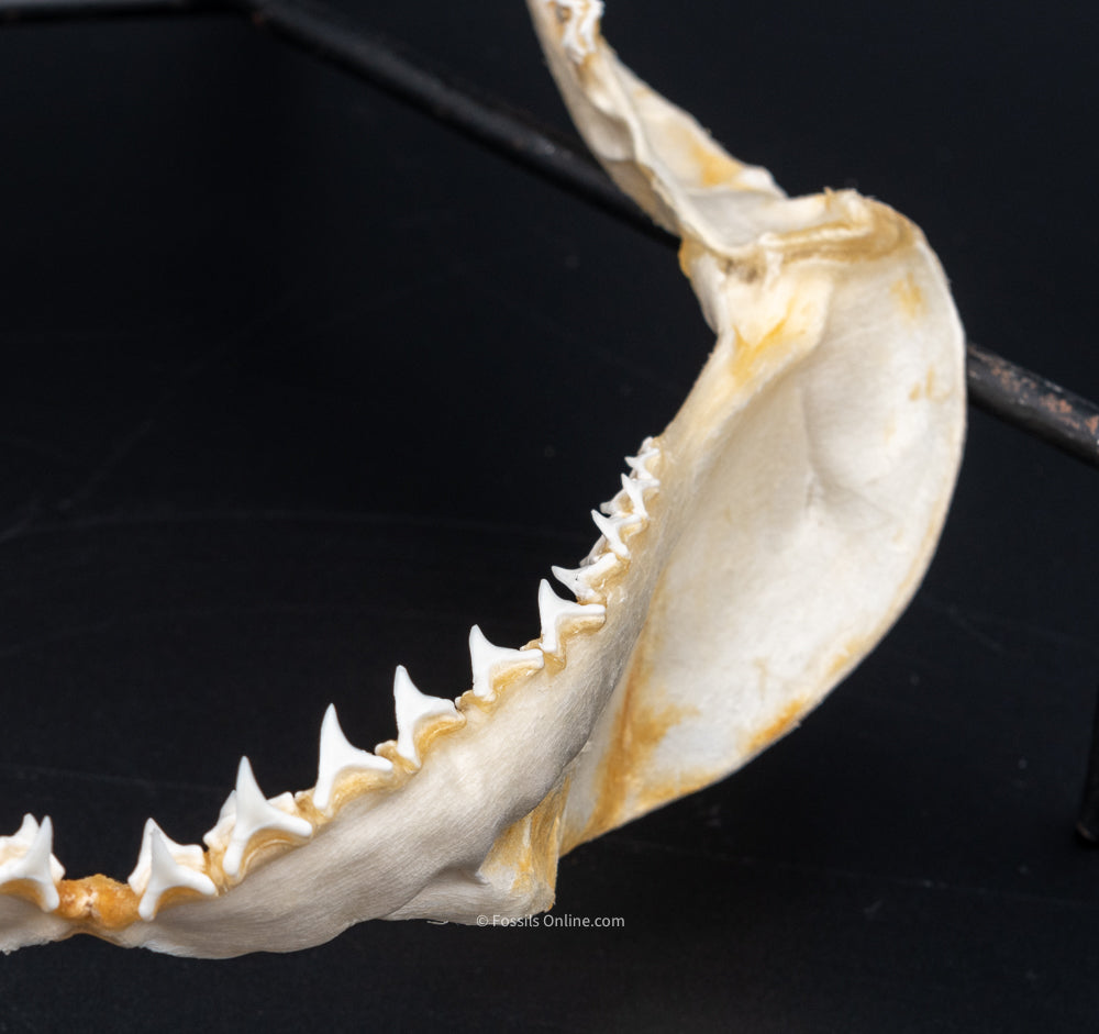 Bigeye Thresher Shark Jaw lower right