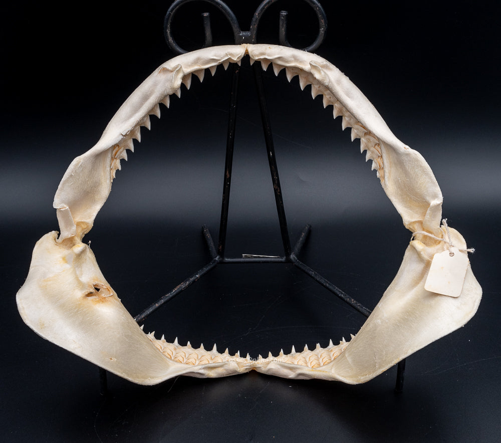 Dusky Shark Jaw w/DATA