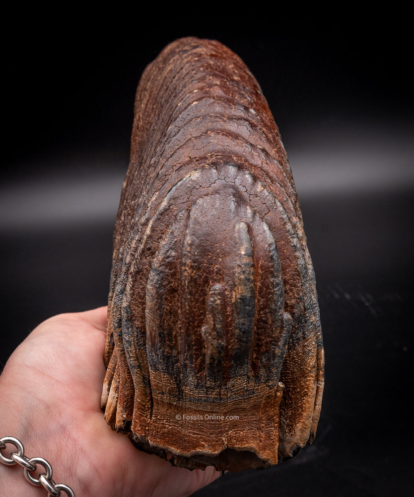 Mammoth Tooth from Siberia