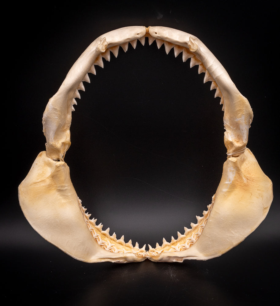 Bull Shark Jaw for Sale back