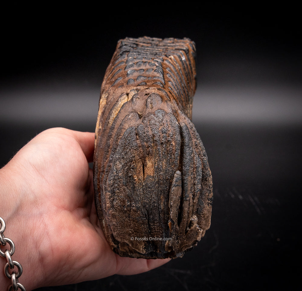 Mammoth Tooth from Siberia