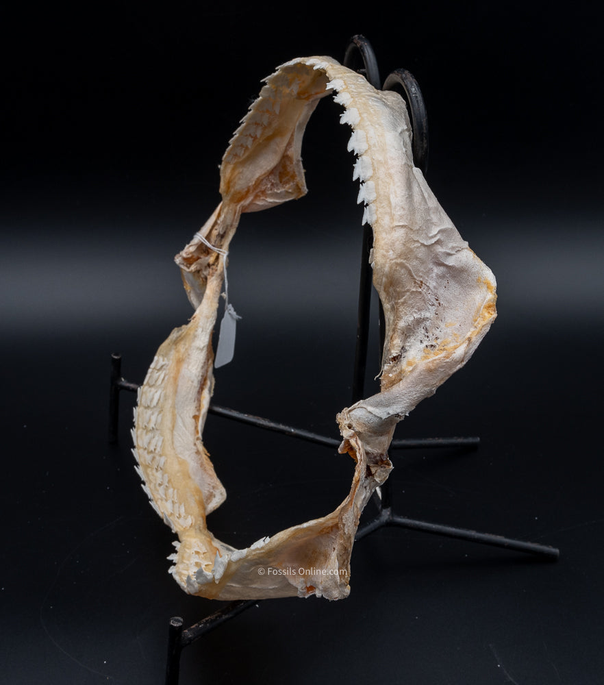 Bramble Shark Jaw