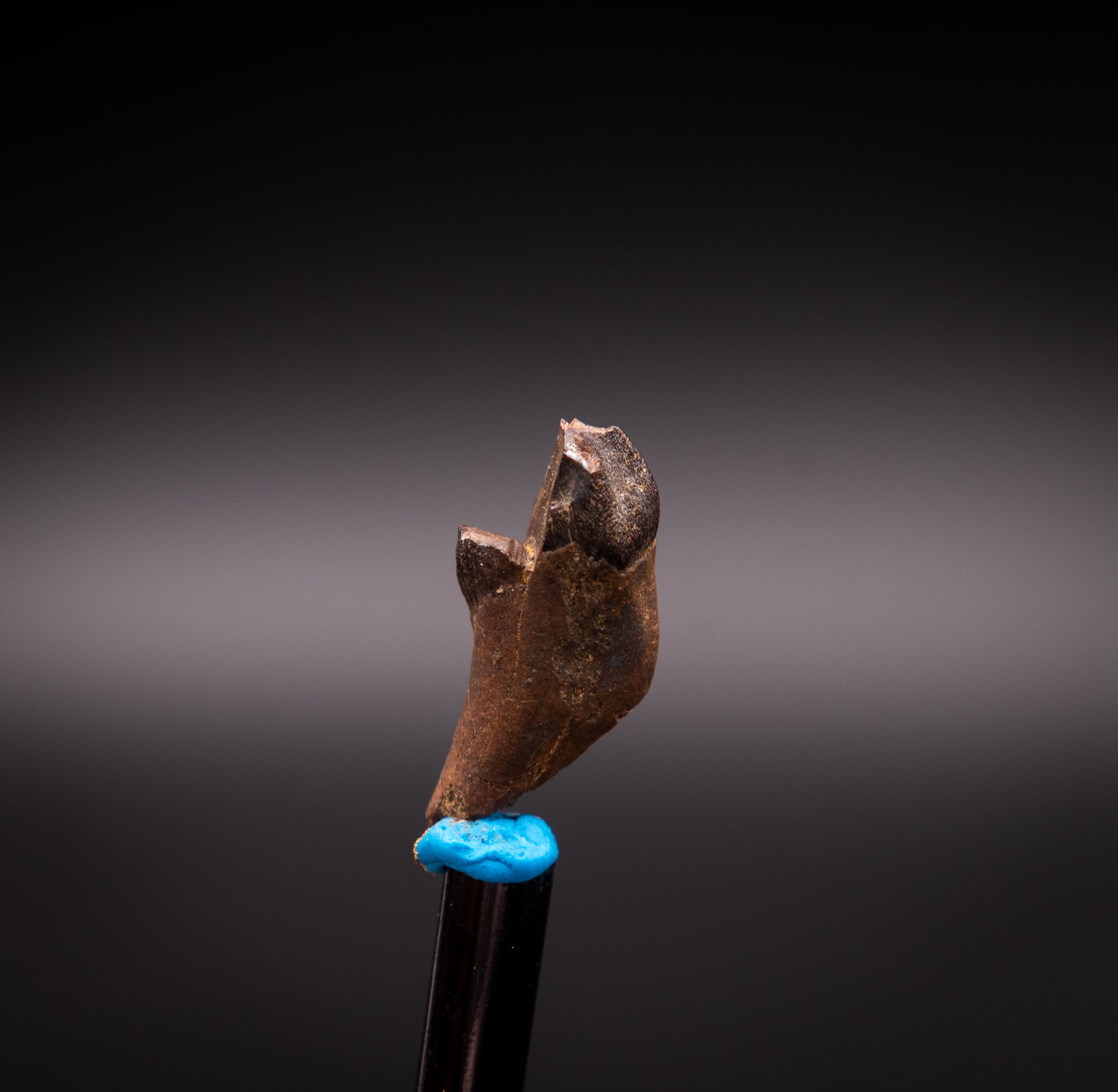 Unusual, Rooted Leptoceratops Dinosaur Tooth