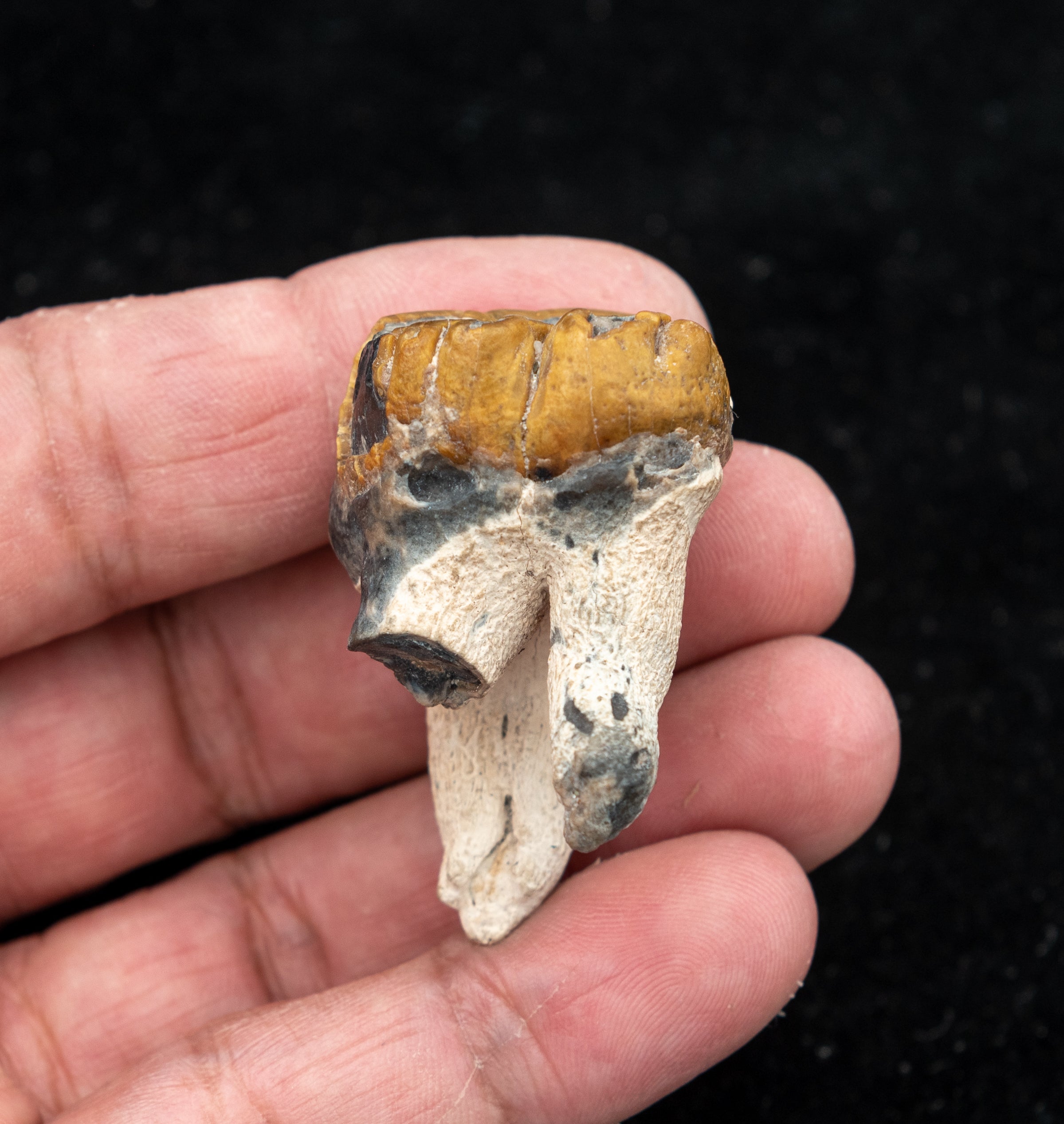 Fossil Dugong Tooth Gainesville Creek