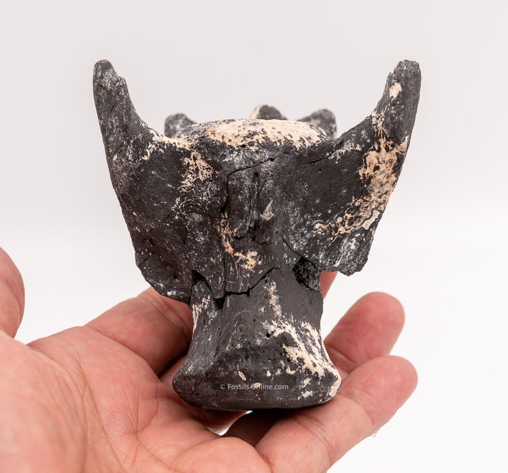 Ultra Rare Fossil Glyptodont Vertebra