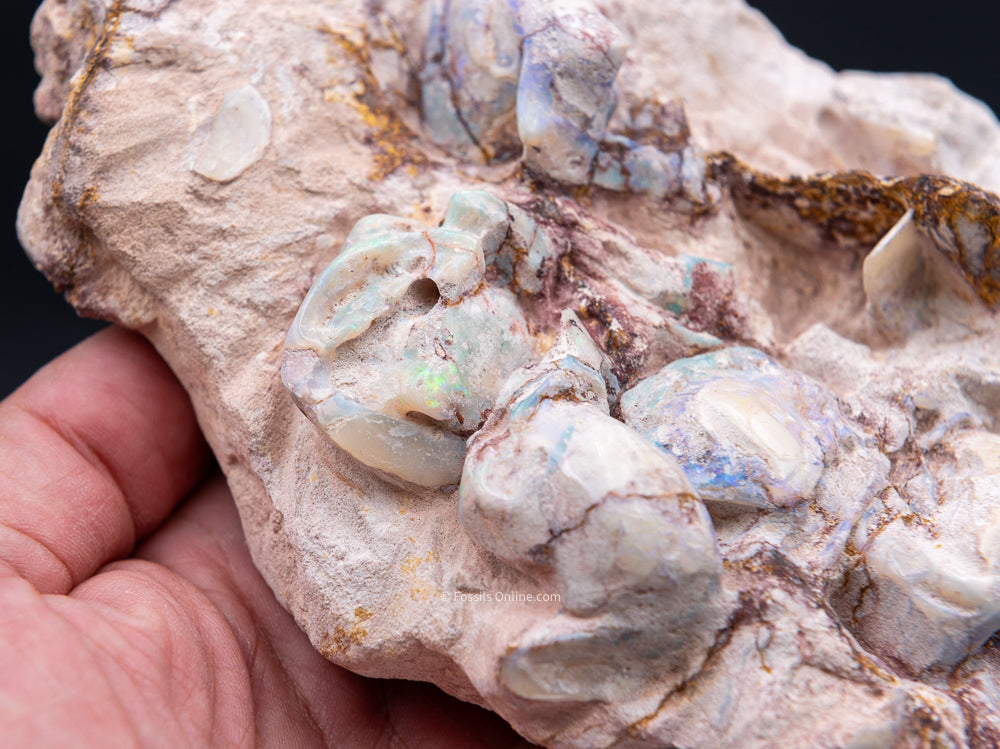 Polished Australian Opalized Clams in Original Matrix