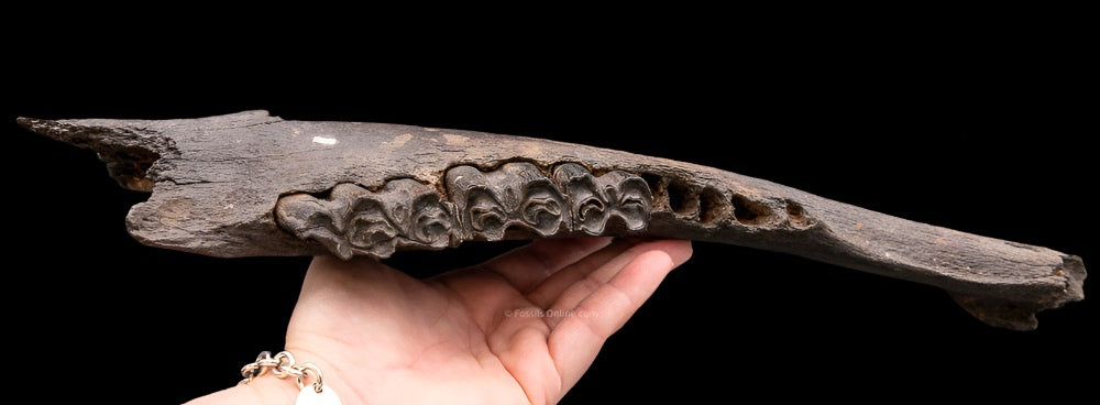 Florida Fossil Bison Jaw
