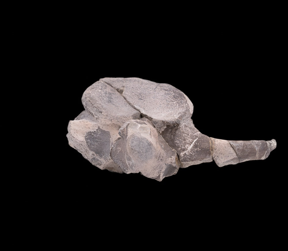 Maiasaura Dinosaur Vertebra Two Medicine Formation