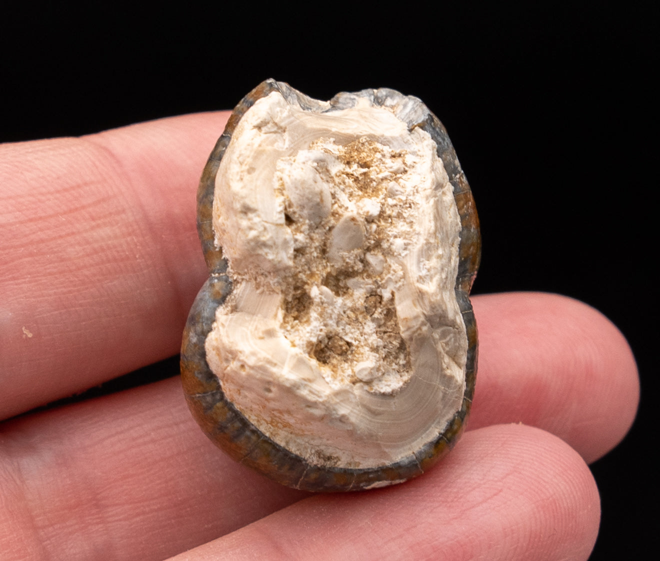 Fossil Dugong Tooth Gainesville Creek