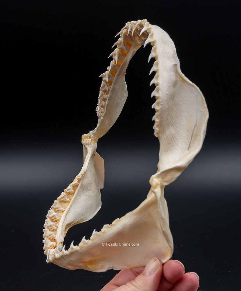 Bigeye Thresher Shark Jaw w/DATA